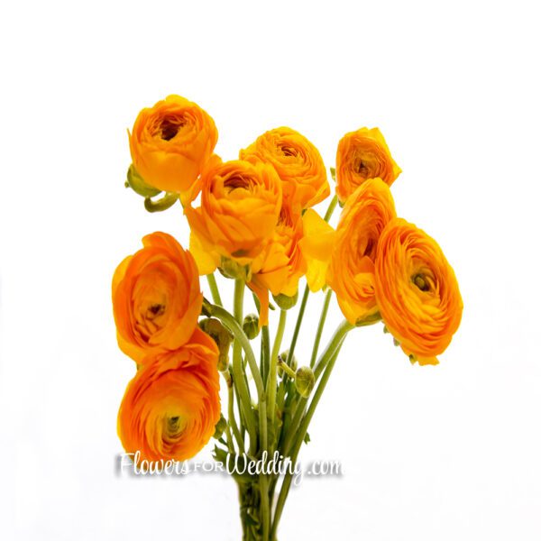 yellow ranunculus