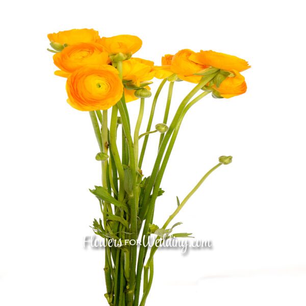 yellow ranunculus