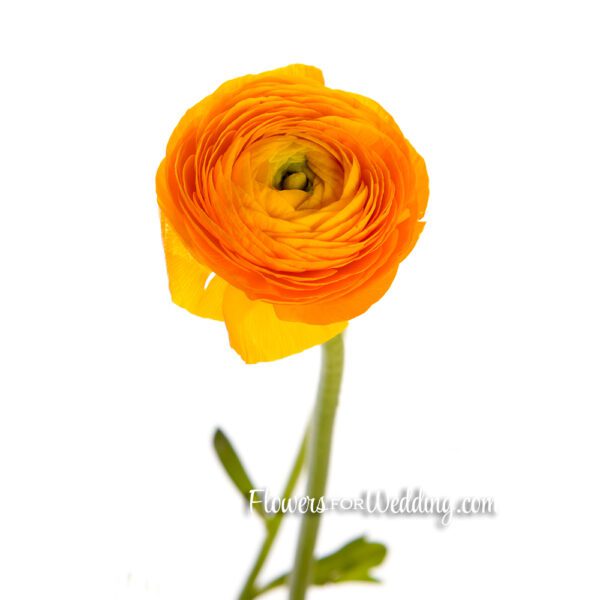 yellow ranunculus