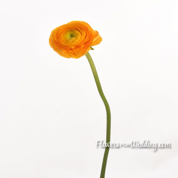 yellow ranunculus