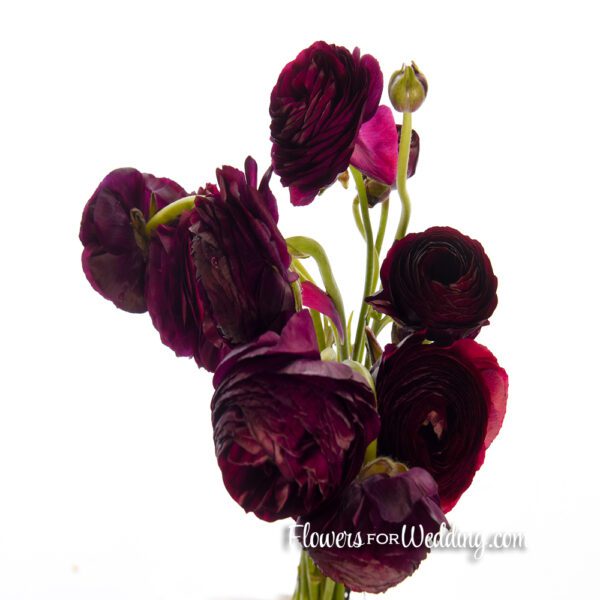 purple ranunculus