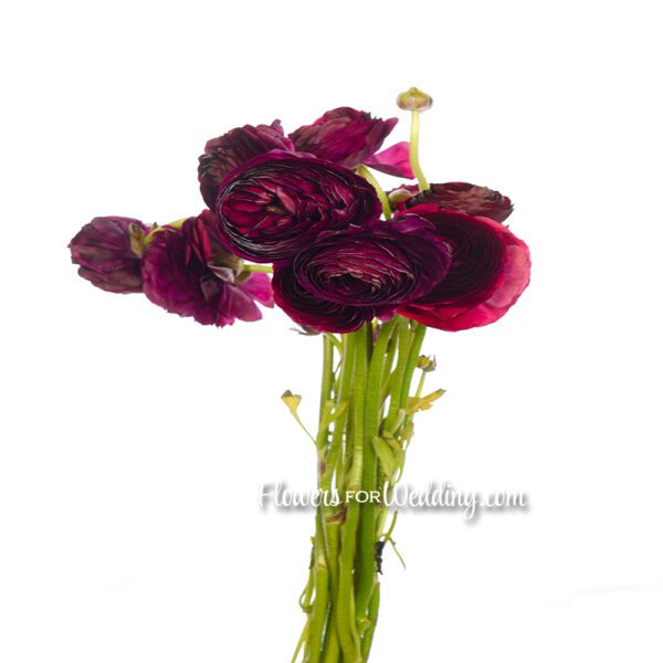 purple ranunculus