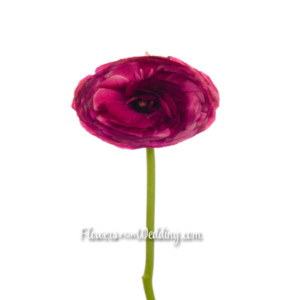 purple ranunculus