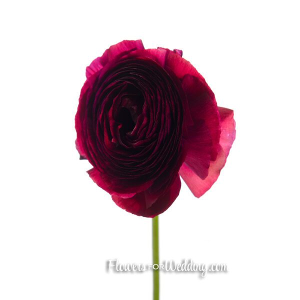 purple ranunculus