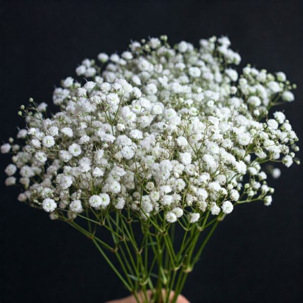 babys breath flowers for wedding