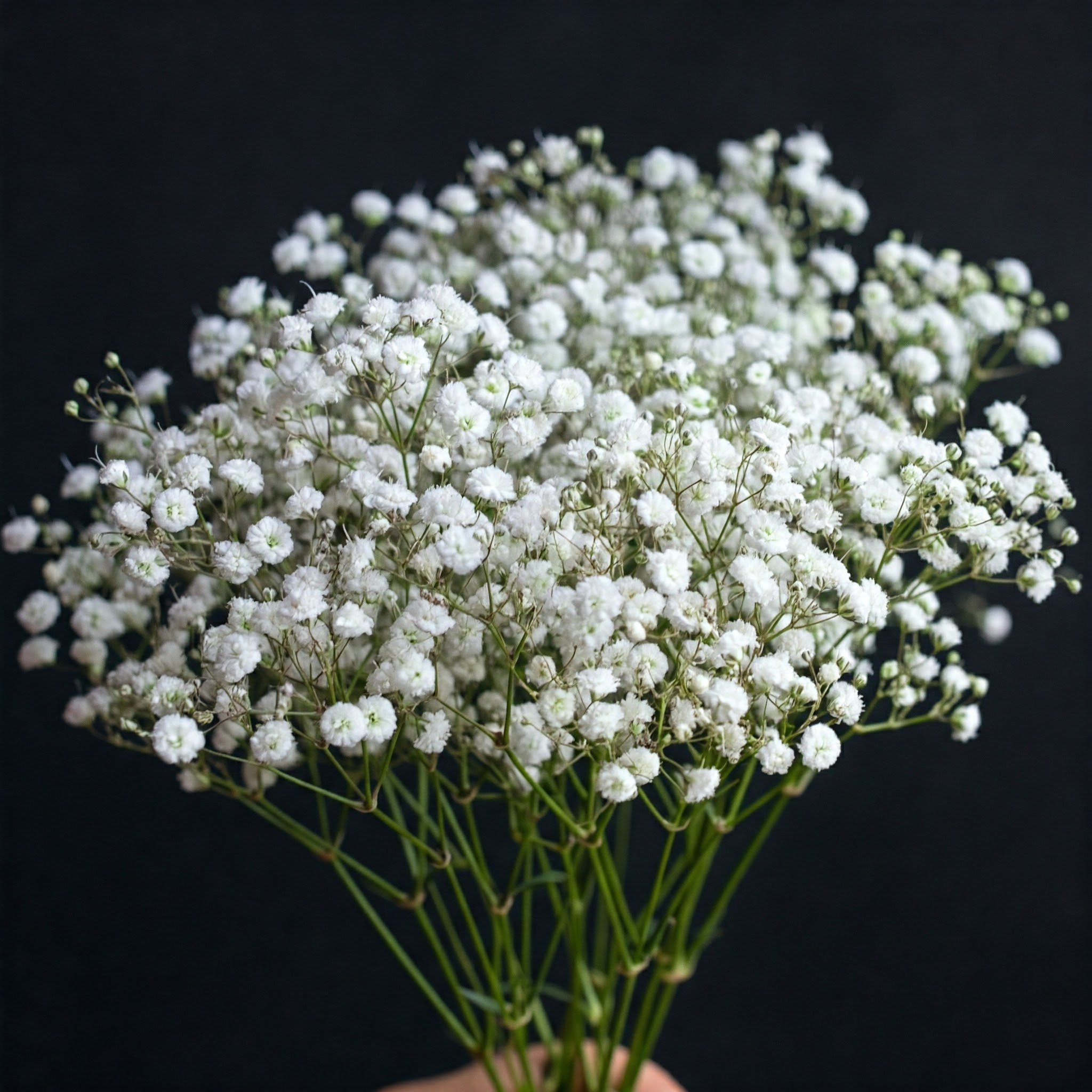 A Breath Of Fresh Air Why Baby s Breath Is Making A Comeback In 